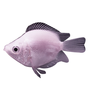 接吻鱼亲嘴鱼苗热带小型观赏鱼淡水好养耐活体鱼缸吻鲈鹦鹉鱼宠物