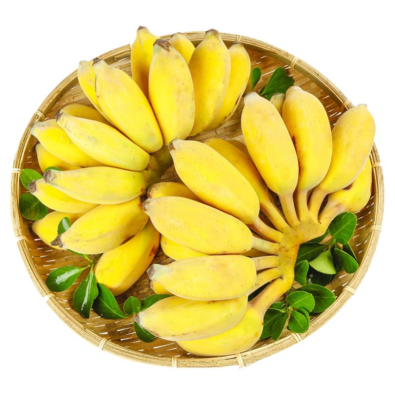 广西小米蕉新鲜香蕉9斤当季水果banana小香芭蕉苹果蕉整箱10包邮