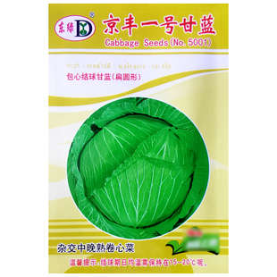 京丰一号甘蓝种子包菜杂交卷心菜秋播农家阳台盆栽庭院疏蔬菜种籽