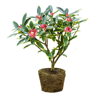 米兰金边瑞香盆栽办公室内花卉绿植物花苗杜鹃盆景客厅四季好养