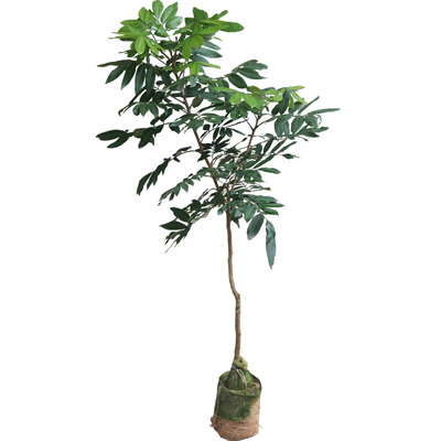 石硖储良桂圆双季庭院种植树苗