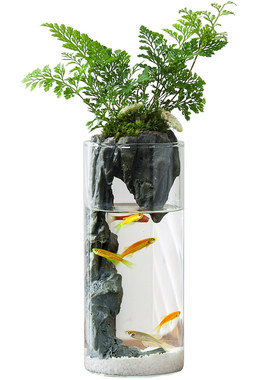 竹柏苔藓微景观生态瓶小鱼缸