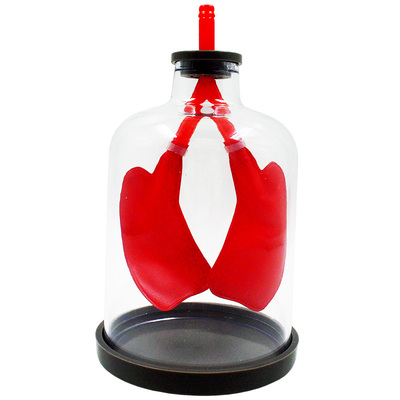 肺呼吸模型膈肌运动教具演示器