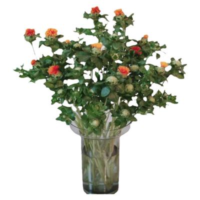 菠萝菊鲜花家庭插花拍摄