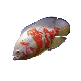 中大型观赏鱼白地图黑地图热带鱼地图鱼猪仔鱼活体耐活鱼黑地图鱼