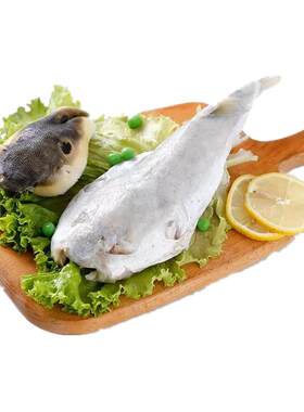 豚之杰河豚食用已处理生鱼