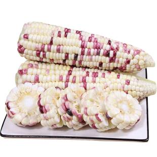 新鲜花糯玉米现摘当季10斤甜玉米棒子苞谷粒花糯玉米整箱包邮