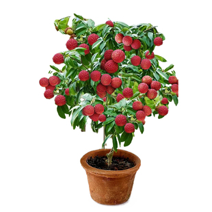 荔枝树苖特大无核桂味果树妃子笑嫁接水果树苗糯米糍果苗当年结果