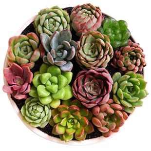 多肉植物套餐组合新手带盆肉肉大颗好养精品玉露桃蛋绿植室内花卉