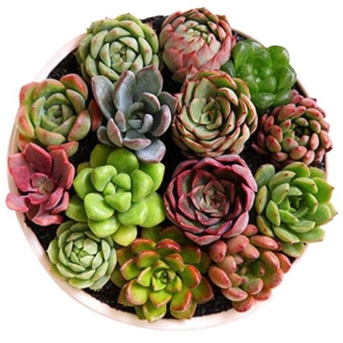 多肉植物套餐组合新手带盆肉肉大颗好养精品玉露桃蛋绿植室内花卉
