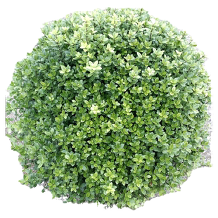 海桐球四季常绿树苗庭院盆栽植物围墙绿篱笆耐寒工程园林绿化小苗