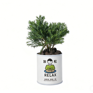 吸青松松树植物盆栽甲醛办公室桌面绿植创意礼物伴手礼礼盒摆件