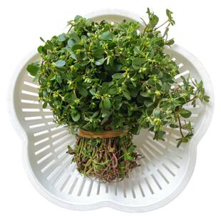 新鲜马齿苋 马齿汉野生马蜂菜蚂蚱菜纯天然现摘现发晒干马齿苋