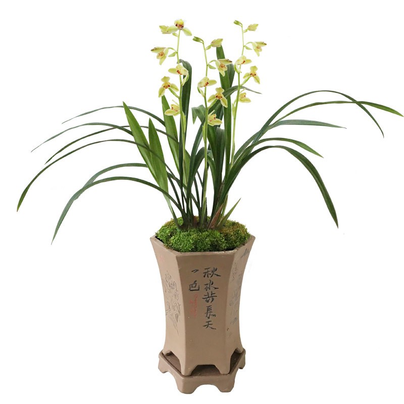 兰花苗建兰四季兰梅瓣铭品夏皇梅