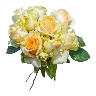 海蒂的花园旗舰店新手切花月季盆栽艾莎蓝莓蛋糕切花朱丽叶玫瑰苗