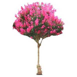 紫薇树苗庭院种植红火箭紫薇花树苗工程绿化造景花卉耐寒四季植物