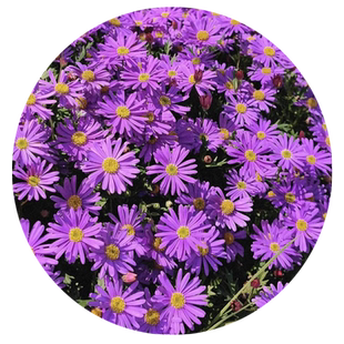 荷兰菊花籽四季盆栽重瓣进口紫苑种子三文鱼小卡罗多年生花苗种籽