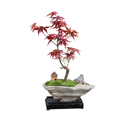 红枫客厅桌面好养易活