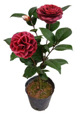 红叶贝拉巨型绿植花卉阳台