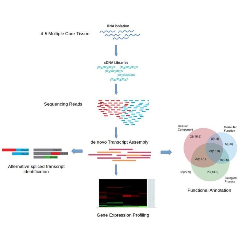 基因组进化分析-MLST SNP Phylogenetic analysis