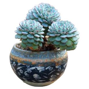 老桩蓝姬莲多头多肉植物蓝豆群生室内办公室桌面盆栽好养活花卉