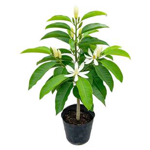 白兰花盆栽白玉兰树苗黄角兰带花苞浓香型花卉植物阳台四季好养活