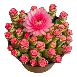 招财财串桌面小盆栽多肉植物办公室内阳台防辐射绿植懒人花好养活