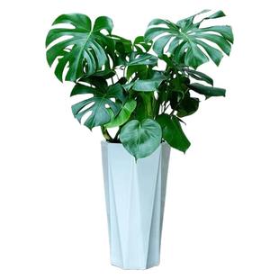 北欧风老桩提根龟背竹小红书同款推荐网红气质款除甲醛 净化空气