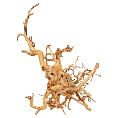 自然风化杜鹃根一物一拍