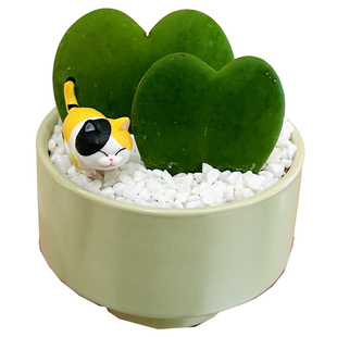 一片心心叶球兰盆栽办公室桌面绿植室内好养四季常青耐阴植物绿植