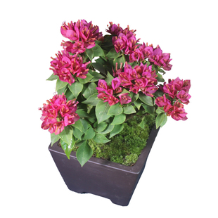 小桃红三角梅盆栽带花苞发货阳台庭院花卉植物苗