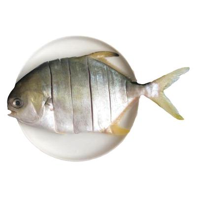 北海金鲳鱼新鲜杀好深海鱼鲜活去鳃去内脏冷冻冰鲜特大切花金昌鱼