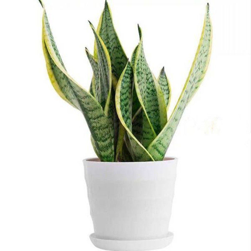 金边虎皮兰盆栽花卉多肉水培植物绿植室内吸办公室四季常青虎尾兰