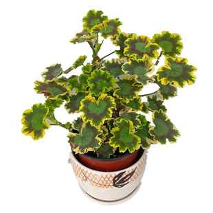 枫叶天竺葵盆栽室内阳台花卉观叶植物花苗盆景老桩苗庭院四季好养