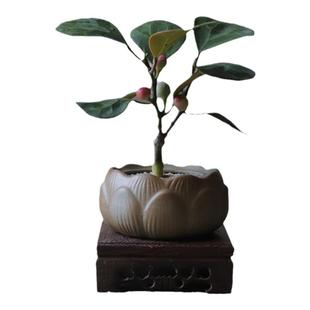 小盼菩提树盆栽植物室内禅意盆景办公室桌面好养花卉情绪稳定绿植