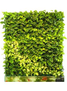 植物墙垂直绿化真植物花槽绿植墙
