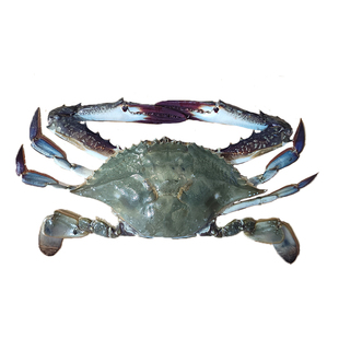保鲜不保活大连海鲜公飞蟹新鲜东港活发海蟹满膏肉螃蟹冰鲜梭子蟹