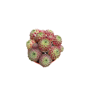 桔子球 长生草系列卷娟圆球形彩蛋多肉植物室内室外好养易活