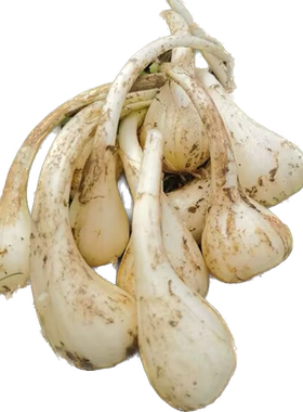 新鲜现挖荞头！藠头去根须