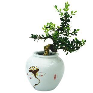 水培黄杨绿植物小叶小盆栽造型树罗汉松盆景老桩水养办公室内好养