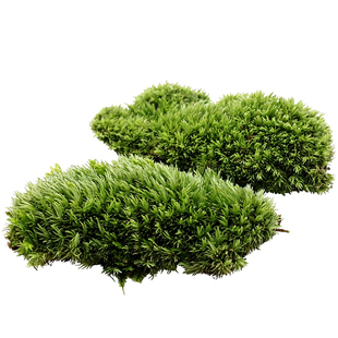 鲜活苔藓微景观青苔迷你植物盆景假山水陆雨林缸造景白发藓短绒藓