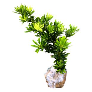 台湾金钻罗汉松小叶盆栽景鲜花卉绿植物广西庭院观叶阳台楼顶客厅