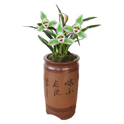 兰花水培兰花四季兰浓香