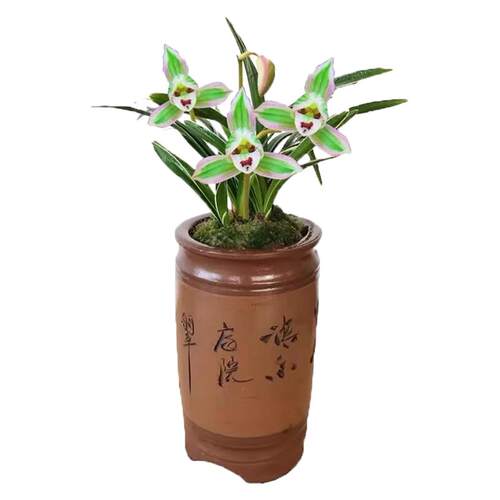 水培香水苍兰兰花苗室内植物浓香四季建花卉耐寒植物冬季带花苞