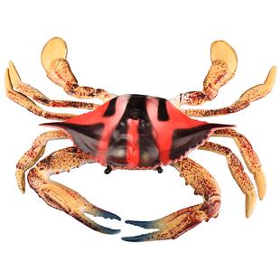童德螃蟹模型海洋动物玩具儿童仿真海底生物梭子蟹花蟹青蟹帝王蟹