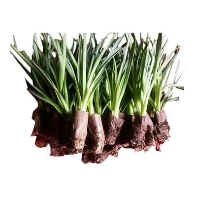 多色园林绿化康乃馨易成活盆栽苗