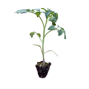 老品种普罗旺斯西红柿种子苗番茄种籽孑早熟高产沙瓤四季蔬菜秧苗