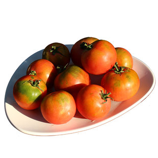 池见 四川攀枝花产草莓番茄柿子生态种植新鲜水果铁皮真味西红柿