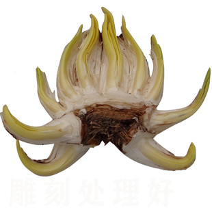 已雕刻加工处理好水仙花种球切好水仙花王冬季无拼接漳州基地出品