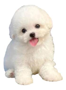 狗舍小体比熊犬淘宝交易90天健康